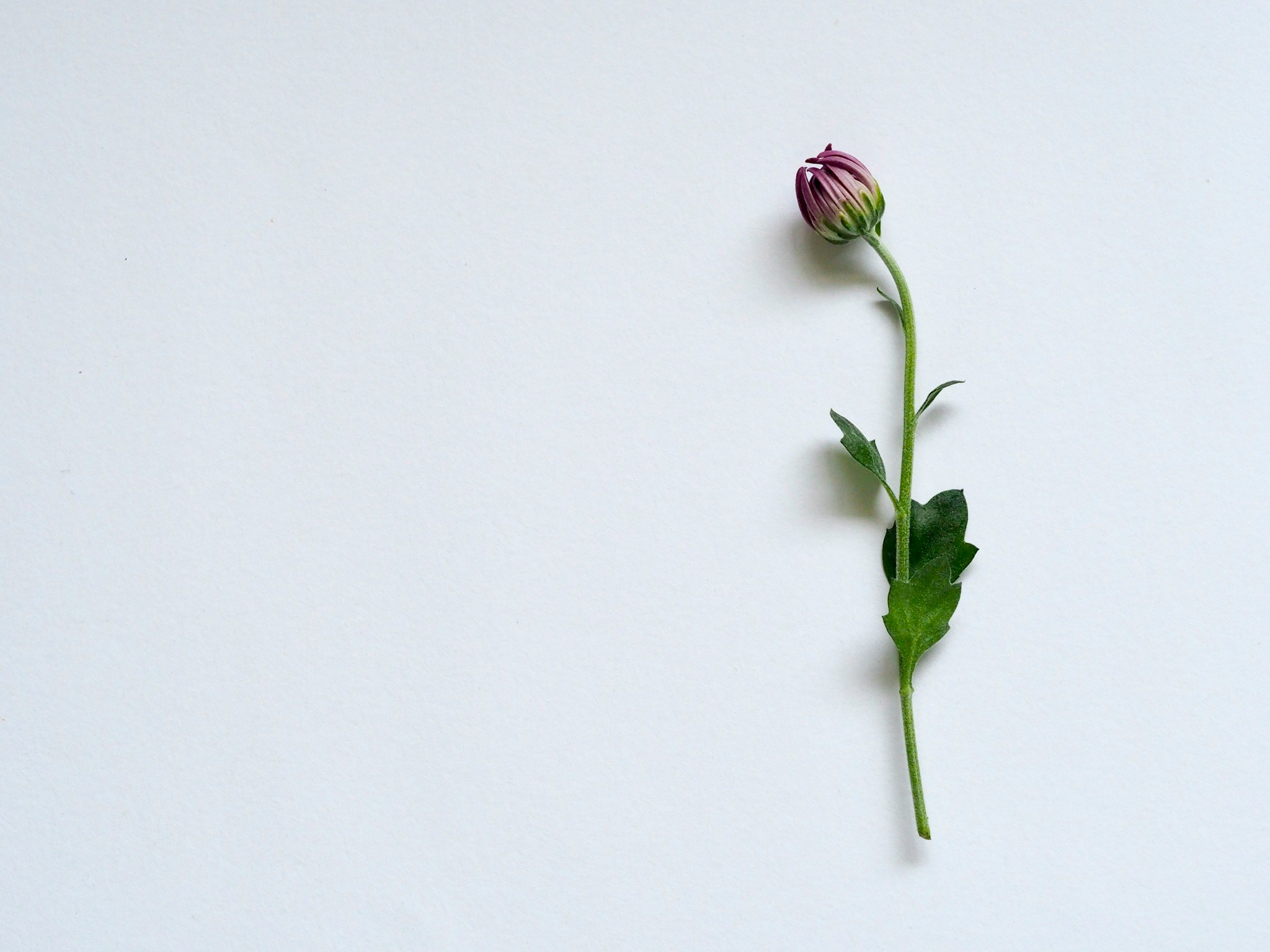 A single cut, long-stemmed flower, placed on a white background, encourages us to contemplate the beauty and delicacy of life.